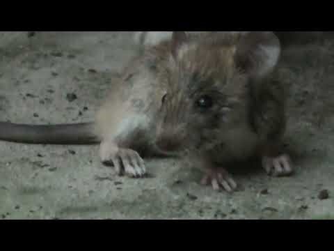 Cat eat rat full video 🐁