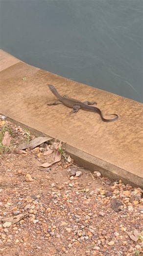 Cast Net Fail Turns Into Epic Wildlife Encounter in Australia! #komododragon