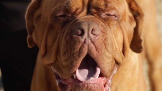 Dogue de Bordeaux: A dog lover's introduction
