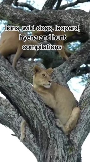 compilation of the wild nature