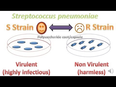 Griffith's Experiment - DNA as Genetic Material II Transformation experiment