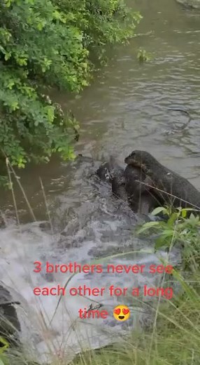 Alligator Interaction: A Rare Moment in Nature