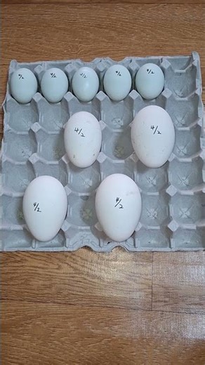 청계알.거위알.콜덕오리알 부화 시작