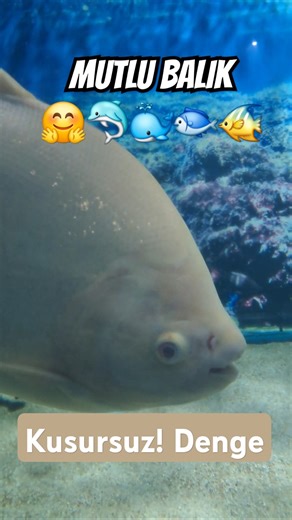 KAYIP BALIK MEMO🤔😉 #turkey #animals #fishing #ocean