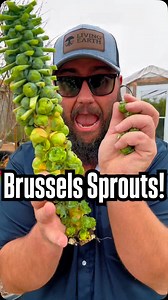 Harvesting Brussels Sprouts! | Texas Garden Guy