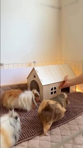 how to create the perfect guinea pig cage setup 💛 | Guinea Pig #guineapighome #guineapigs