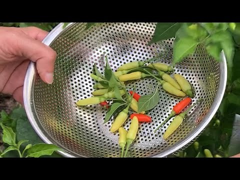 How to Pickle Tabasco Peppers with Spices