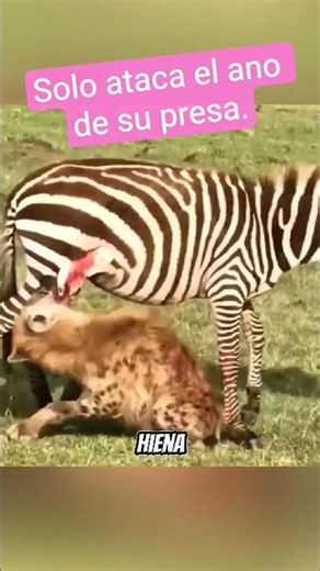 La verdad sobre los perros salvajes que nadie te dice