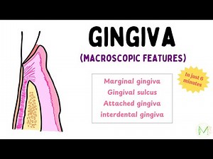 Gingiva | Macroscopic Features | Under 6 minutes | Periodontology | Medinare