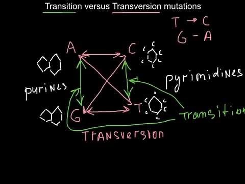Transition versus Transversion mutations (how to memorize)