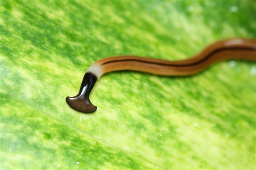 "Roztrhnete ho napůl a máte červy dva." Obávaný predátor se může skrývat i v Česku