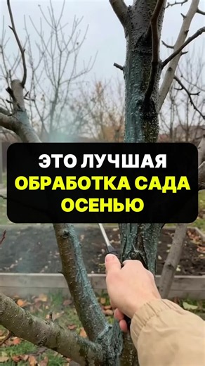 Это лучшая обработка сада осенью #сад #огород #дача