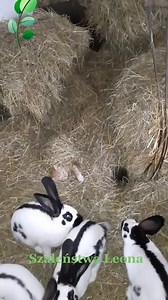 306K views · 744 reactions | mischievous Kitten  | Stacy Toys Arab | Facebook