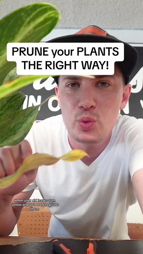 I always like to sanitize my pruners before cutting into my plants as well. I know, pruning is a simple project but its always nice to have clarification! I also jumbled up my words a bit here and there, but hopefully it still makes sense! #planttips #planttok #planttiktok