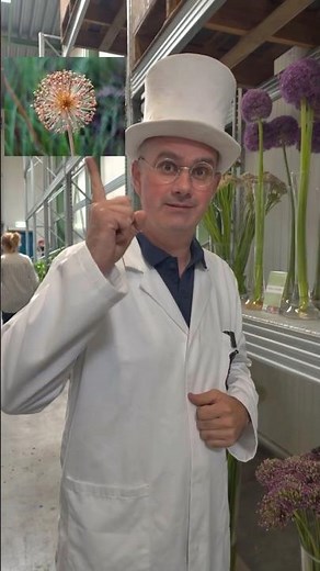 Giant #Allium Flowers You’ll Want in Your Arrangements! | Dr. Van Bloom