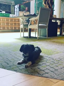 2K views · 73 reactions | A doggy day in the life-in mowgli Chambers...