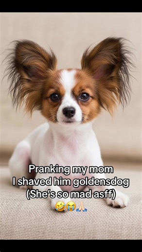 She really love golden retriever then me🤣😭💀@Guma AI #prank #momprank #trending #asian #ai