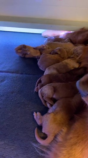 Adorable Puppy Waving 'Hello Hello' | Heartwarming Moment