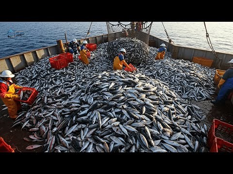 How Japan's Super-Modern Fishing Fleet Catches Hundreds of Tons of Fish - Net Fishing on the Sea.