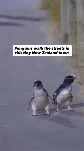 escape.video on Instagram: "They are so cute! This is Caroline Bay in Timaru - home to Little Blue Penguins - the smallest penguin in the world. Please always give them space. They live around the Timaru Port and rocky areas and sometimes make their way up onto the road and even into town 😮 Who needs to see this?"