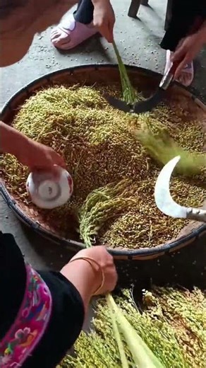 Grain Separation Process | Rural Agriculture Method