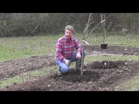 HOW TO PLANT BLACKCURRANTS