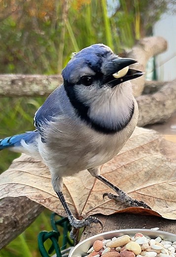 Simple Steps to Attract Birds to Your Backyard