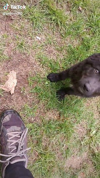 Pulin Dog: A Unique Breed from Serbia