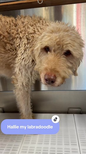 Dog Grooming Day with Hallie the Labradoodle