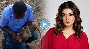 माणुसकीची गोष्ट! तोंडानं श्वास देत ‘त्यानं’ वाचवले माकडाचे प्राण, व्हिडीओ शेअर करत रवीना टंडन म्हणाली…