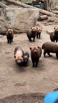 The Most Successful wild dogs - What is a Bushdog #bushdog #dogs #wildanimals #wildlife #animallife