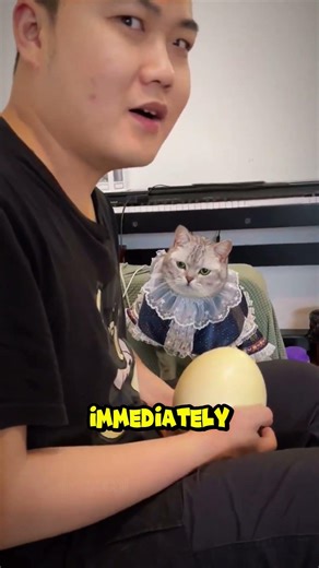Cat Tries to Hatch a Giant Ostrich Egg 😂