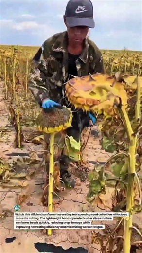 Sunflower Harvesting Made Faster with Precision Cutting! #HarvestTech #Sunflower #AgriInnovation
