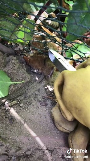 Adorable Brown Mouse Exploring Its Natural Habitat