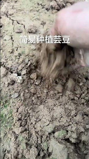 Quick & Easy Kidney Bean Planting: Soak for 6 Hours