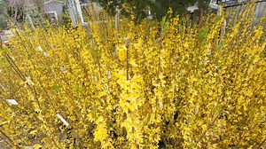 These deer-resistant flowers and plants are perfect for a Lower Hudson Valley garden