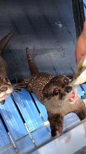1.4K views · 70 reactions | Sound on! | Otter | Facebook