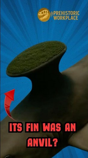 Meet the Shark With the Craziest Dorsal Fin! - Stethacanthus