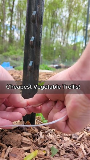 I use this for peas! Other veggies that would work well: pole beans, cucamelons, other vining/climbing plants with smaller fruit. The Florida weave style is great for peppers, tomatoes. Have you used this before? What are your thoughts? 😃 #gardening #trellis #peas #growyourownfood #homesteading