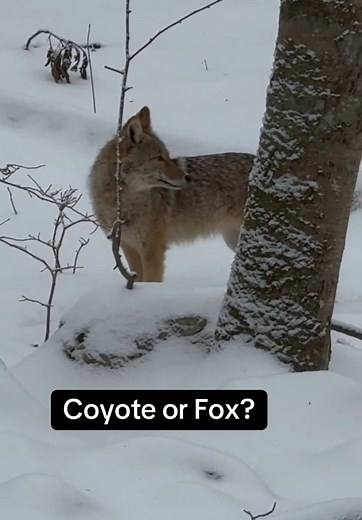 Coyote or Fox? Understanding the Differences