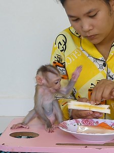Smart Baby Monkey Bom's Family | Mr Bon