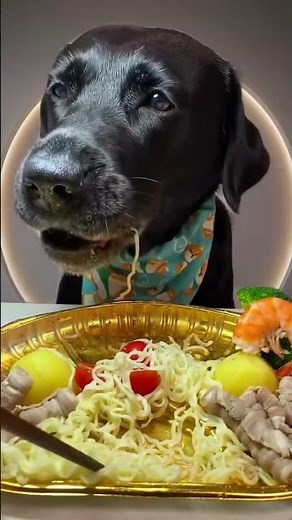 Top Veterinarian Reveals SHOCKING Truth About Dog Food