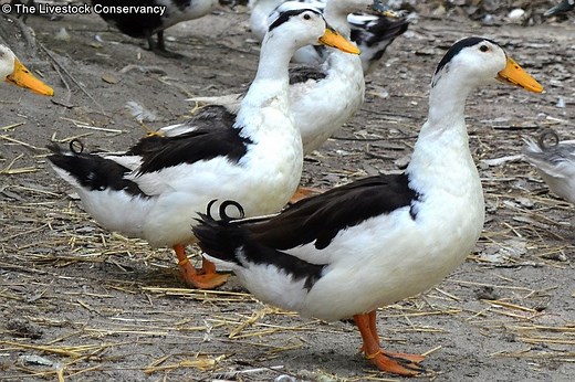 Magpie Duck - Breed Profile - Backyard Poultry
