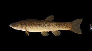 CC0 タカハヤ 🐟 ♀ Amur Minnow, R. oxycephalus jouyi - Download Free 3D model by ffish.asia / floraZia.com (@ffishAsia-and-floraZia)