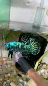 7.7K views · 92 reactions | Wild alien green #nguyentuanbetta #wildalien #wildalien | Nguyen Tuan Betta | Facebook