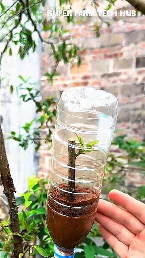 Simple Air-Layering of a Branch 🌱 Step-by-Step Tutorial | Super Farm Tech Hub #airlayering