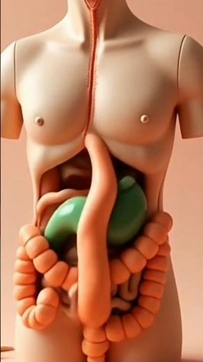 Digestive Journey in 3D Clay | Stomach to Intestines with Parasites|