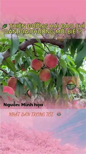 Top 3 vườn hái đào đẹp nhất Nhật Bản | Quanh Tokyo, Nagoya và Osaka 🍑