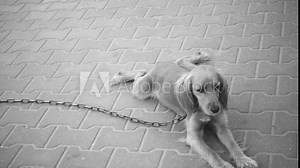 English Cocker Spaniel is breed of gun, active, good-natured, sporting dog