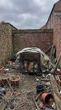 From Rusty Cage to Dream Cat Playground 😺🏡 #CatPlayground #CatRescue